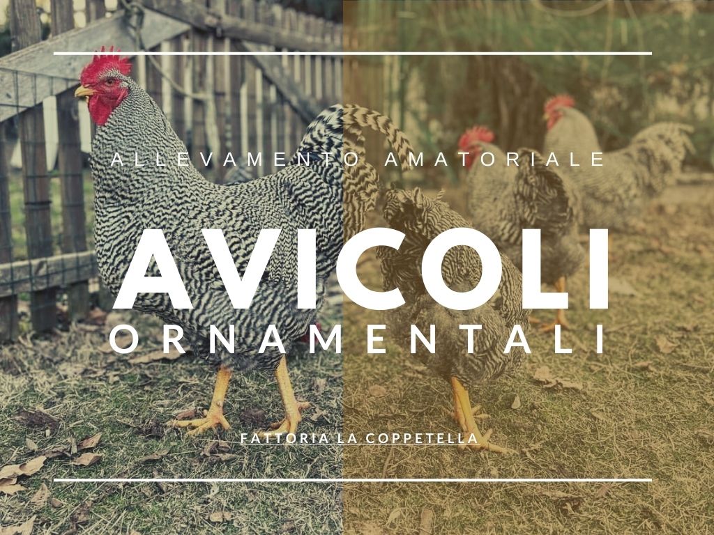 allevamento galline